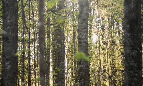 Forest showing trunk and leaves of tress, Optimal Management of Central Hardwood Forests Under Uncertainty and at Large Scale research project.