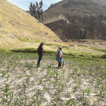 Peru farmers in field