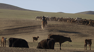 Mongolian herders