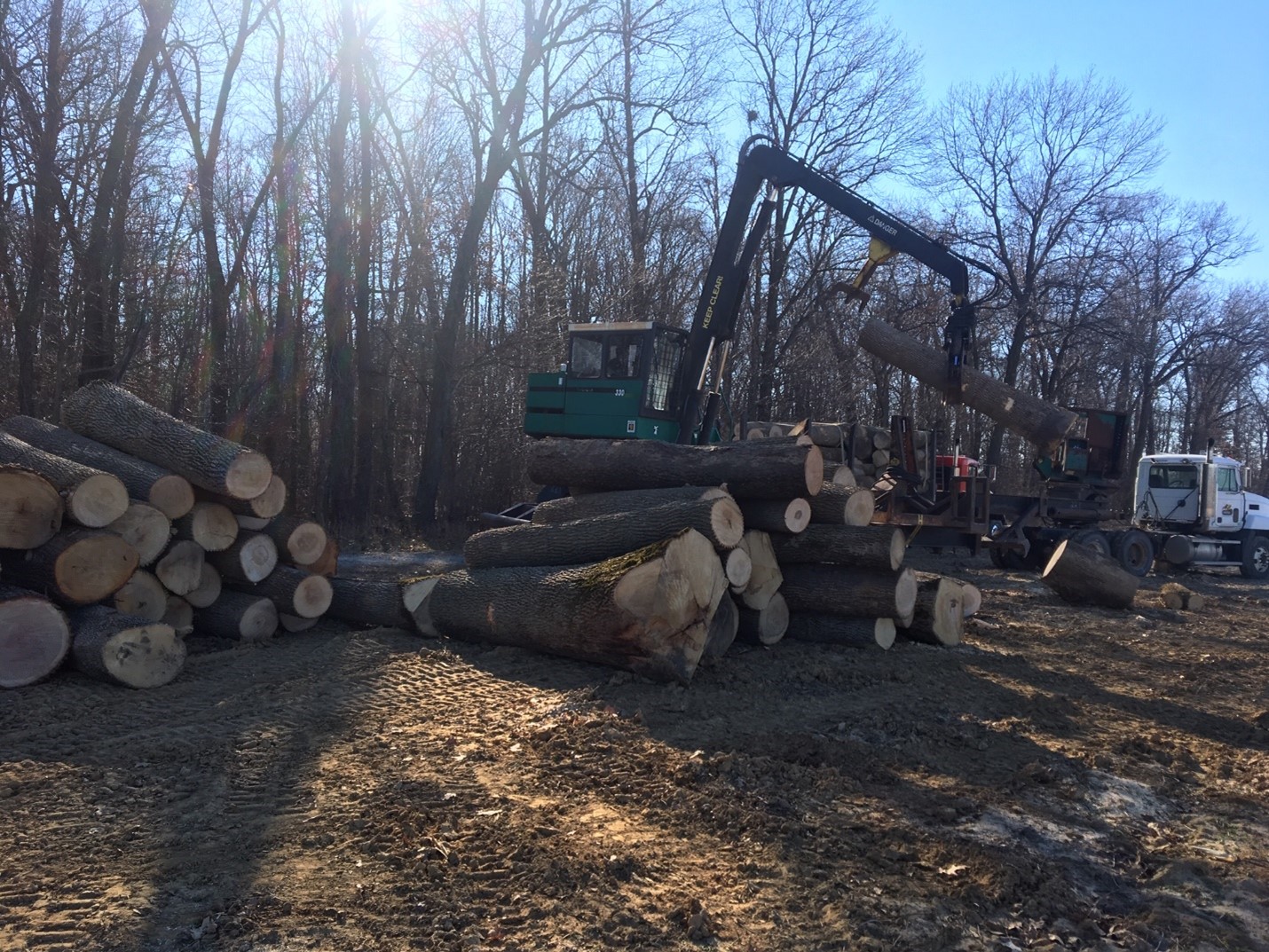 Ash salvage harvest after impacts of Emerald Ash Borer. Photo by Brian Beheler.