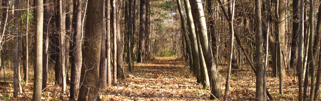 Cunningham property, photo of tree line on property.