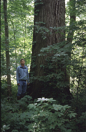 Dr. Mike Jenkins graduate student next to large burr oak (Quercus macrocarpa). Photo by Mike Jenkins.