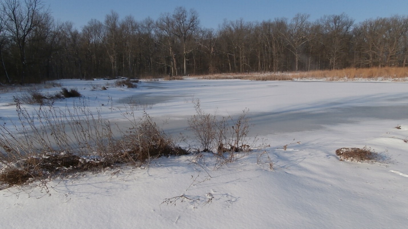 A wetland located on property that provides essential habitat for many amphibians and waterfowl species. Photo by Don Carlson.