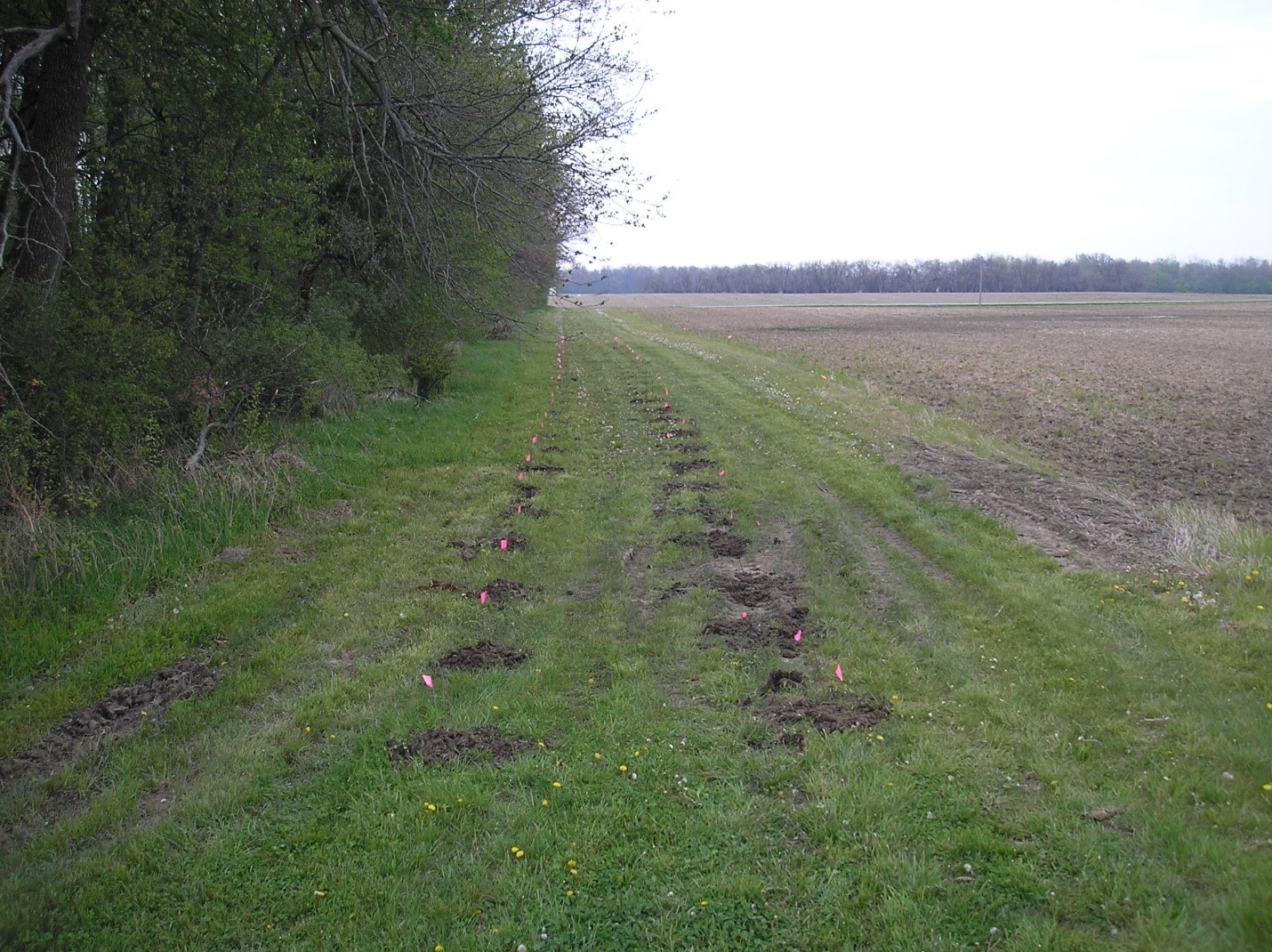 Wildlife shrub planting in 2007. Photo by Don Carlson. 