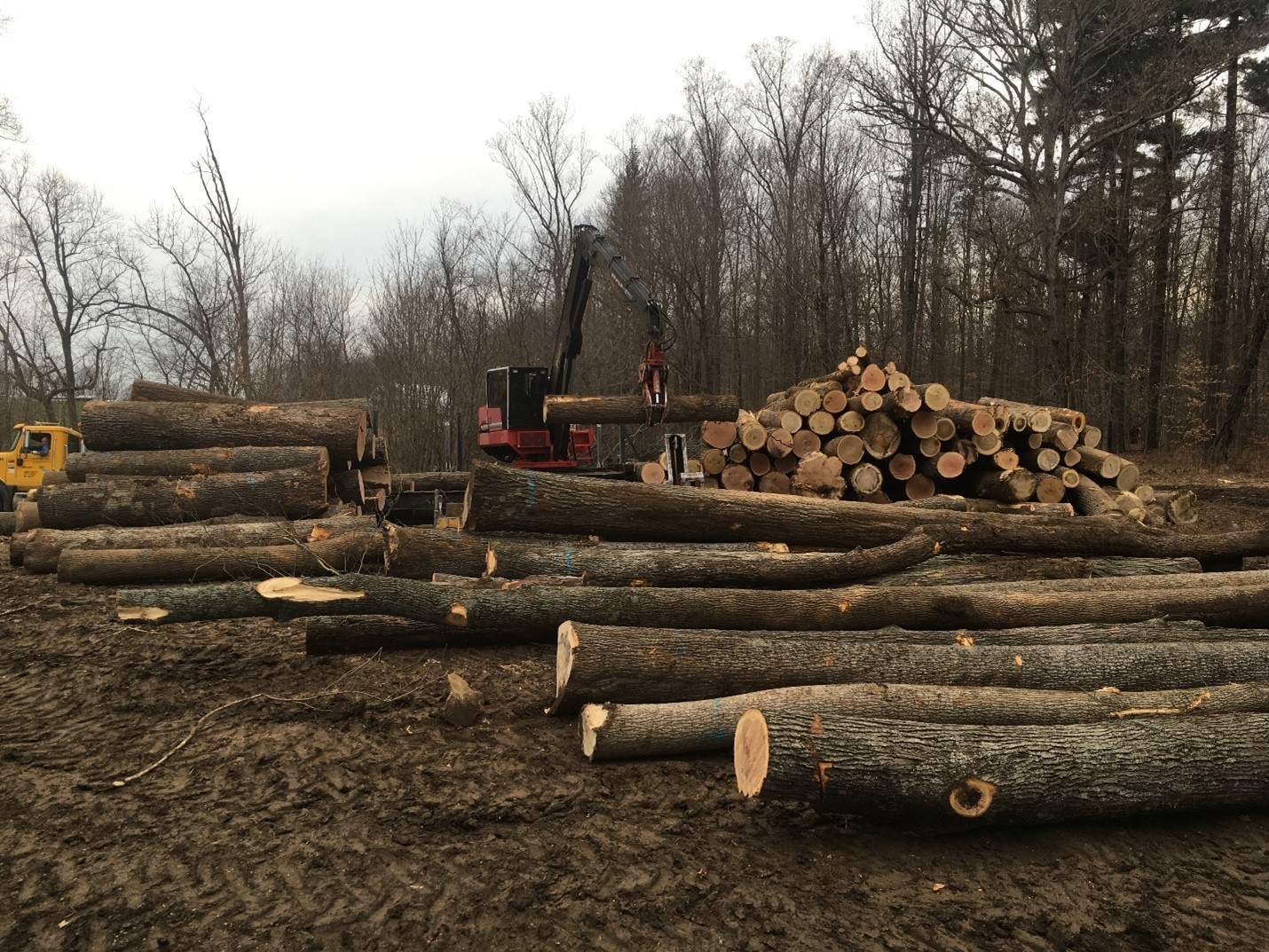 2014 harvest load at Feldun PAC. A knuckle boom is moving logs onto a semi-truck. Photo by Don Carlson.