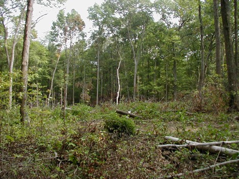 Opening created for sunlight to reach forest floor to establish natural oak regeneration in 2002. Photo by Don Carlson.