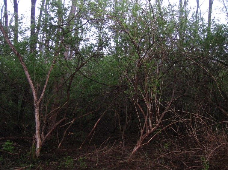 Invasive species on forest ground, Richard Lugar Forest Farms property