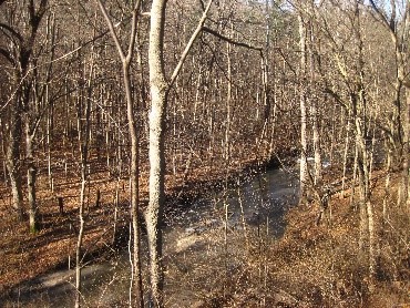 Richard G. Lugar Forestry Farm property, stream in forest. 