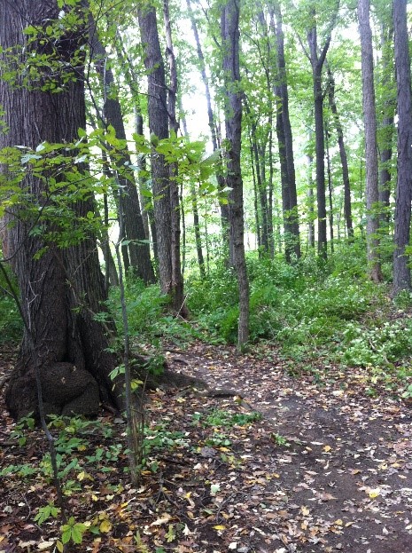 McCormick Woods forest and trail.