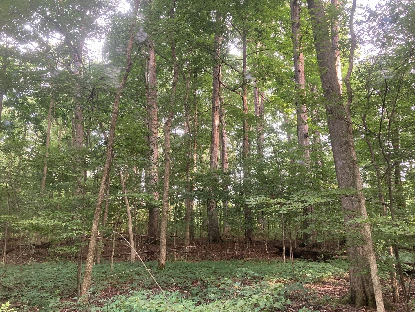 Mature white oak (Quercus alba) in a stand on the Miller property. Photo taken by Don Carlson in 2022.