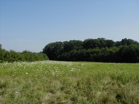 Native grassland prairie field installed in 2007. Photo by Don Carlson.