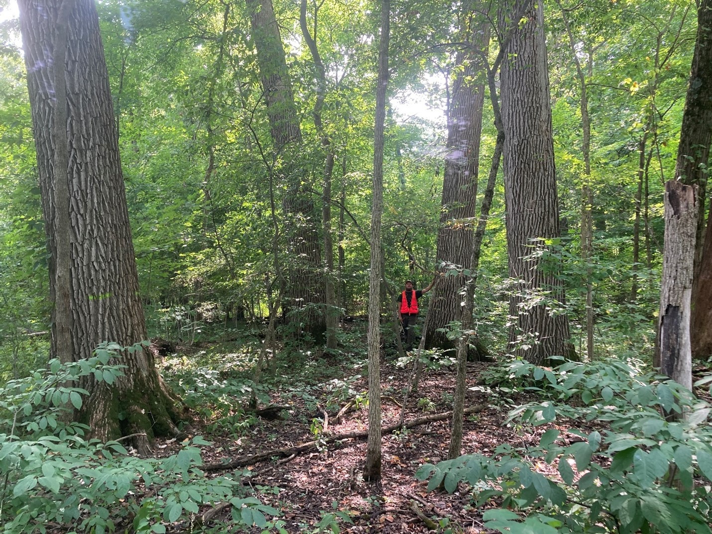 Large diameter swamp white oak (Quercus bicolor) trees in a stand on the Miller property. Photo taken by Don Carlson in 2022.