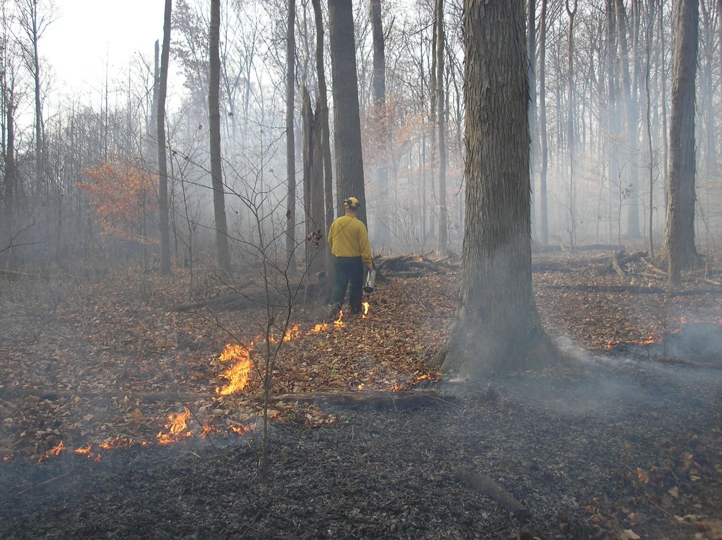 A prescribed fire conducted in 2006 on property to promote oak regeneration. Photo taken by Don Carlson.