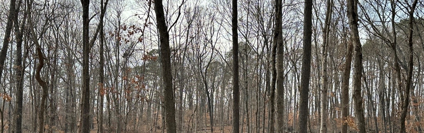 Okocha woodlands landscape