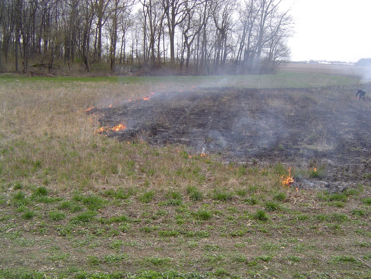 Prescribed fire being utilized for site preparation in 2007. Photo by Don Carlson.