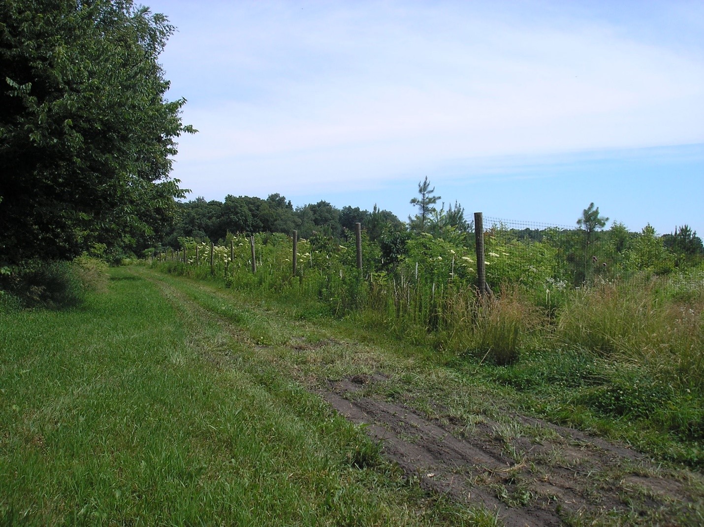 Tree planting with deer exclusion fence on-site. Photo taken by Don Carlson in 2007.