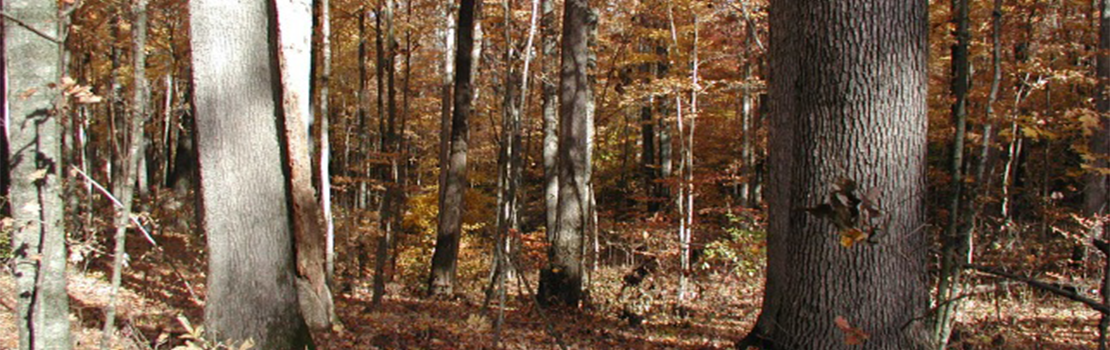 Forest trees with ground cover, Cupps Chapel Forest property.