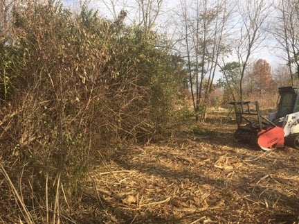 Invasives, Purdue Wildlife Area.