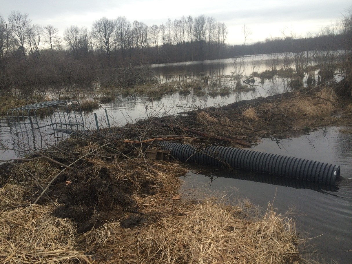 Water drainage pipe in wetland area, Purdue Wildlife Area.