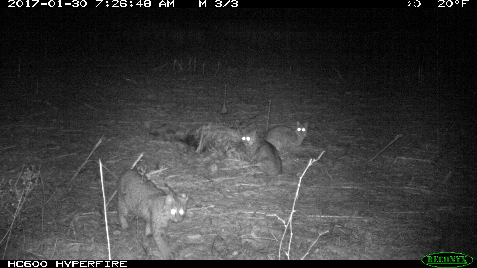 Cougars caught on night camera, Southeastern Indiana Purdue Ag Center​
