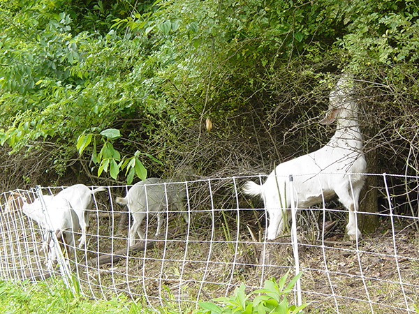 Goats eating invasives at SIPAC propoerty.