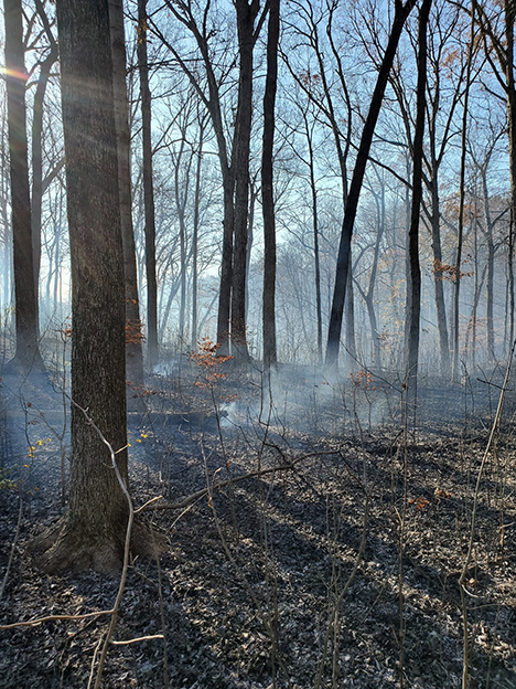 Post-prescribed burn. Photo by Don Carlson.