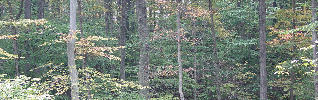 Forest trees with fall colors.