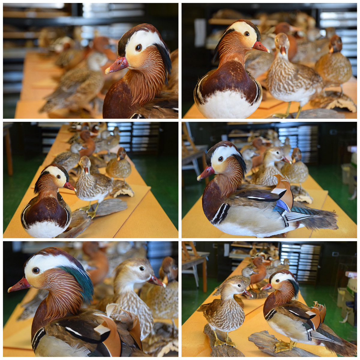 Prusiecki duck collection collage