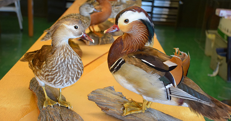 Duck Collection donated to Purdue FNR by the family of 1939 alumnus Ed Prusiecki
