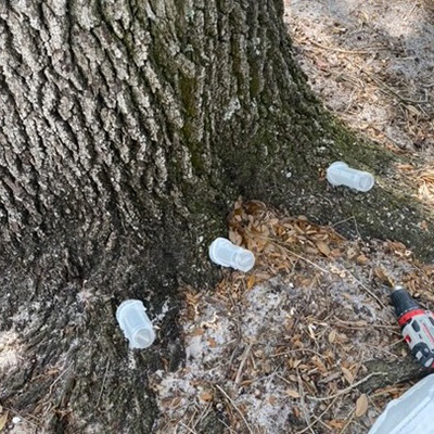 Purcell Tree Micro-Injector prototypes shown at base of tree