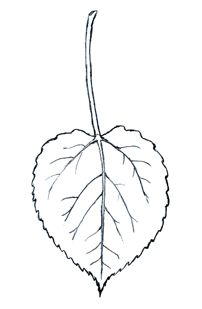 Line drawing of a quaking aspen leaf