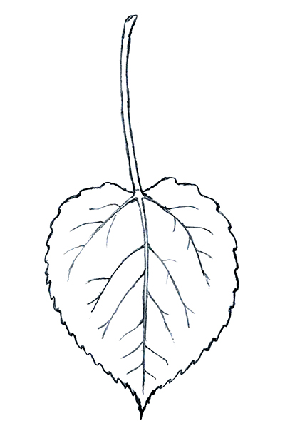 Intro To Trees Of Indiana Quaking Aspen   Quaking Aspen Line Drawing 