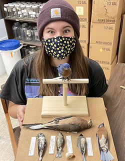 Rachel Brent, wildlife student, in collection lab with different bird species. 