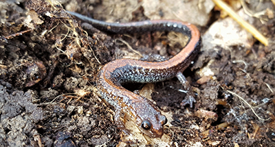 Red-backed salamander