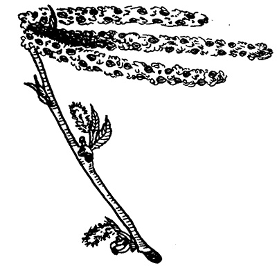 Line drawing of the small cone-like fruit produced by river birch