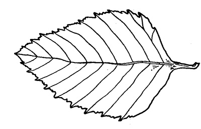 Line drawing of a river birch leaf