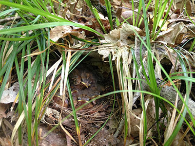 Nest on the ground