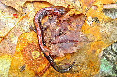 Ruhl salamander