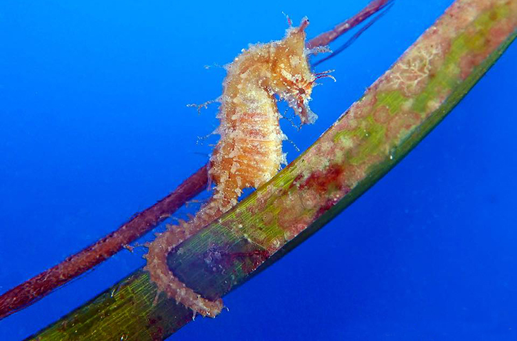 Sea horse, Marine Biology, Purdue FNR.