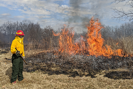 Student helping conduct research with prescribed fire on FNR property.