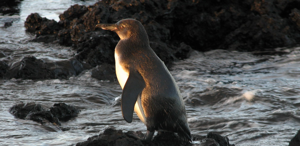 Study Abroad trip, penguin in Galapagos Islands.