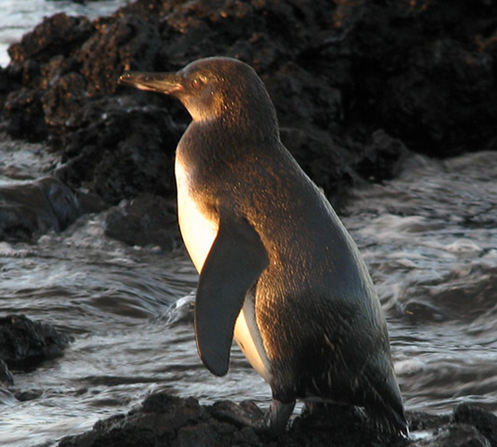 Study Abroad, penguin on Galapagos Islands.