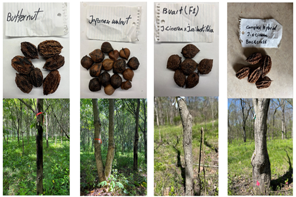 Photo showing tree trunks and nuts, including butternut and walnut.