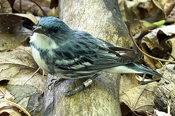 Cerulean warbler on tree limb in forest.