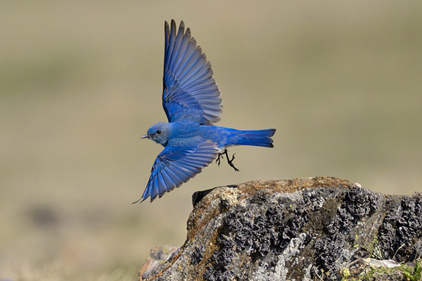 Blue bird flying by rock, Purdue AeroEco Lab.