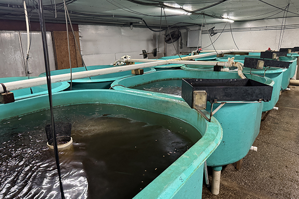 Fish tanks at Purdue aquatic lab.