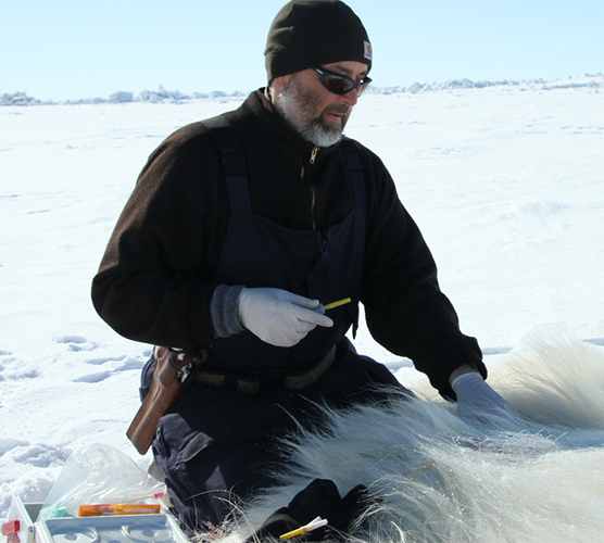 Todd Atwood checking the health of polar bear, receives FNR alumni award for his lead in USGS Polar Bear Research Program.
