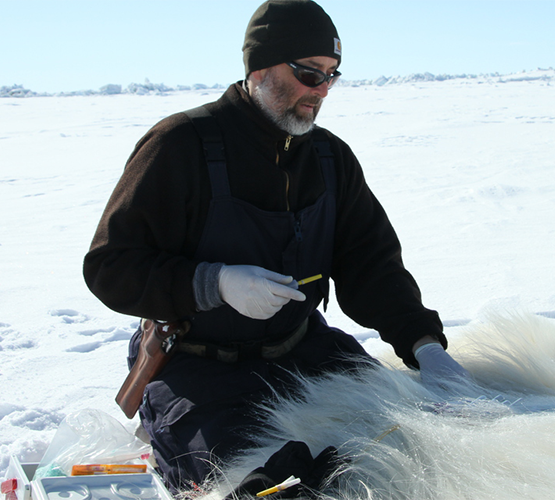 Todd Atwood checking the health of polar bear, receives FNR alumni award for his lead in USGS Polar Bear Research Program.