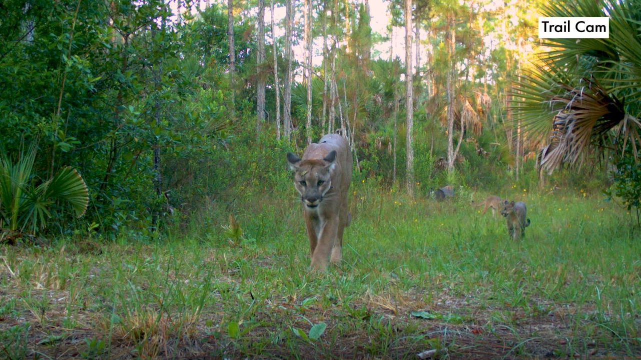 image of Florida panther and cubs