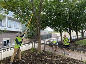 Students in the Arboricultural Practices course prune trees in downtown Lafayette, Indiana.